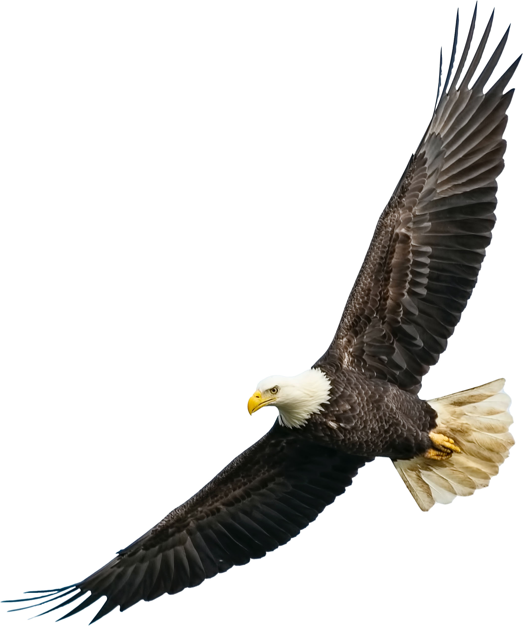 Picture of flying bald eagle.